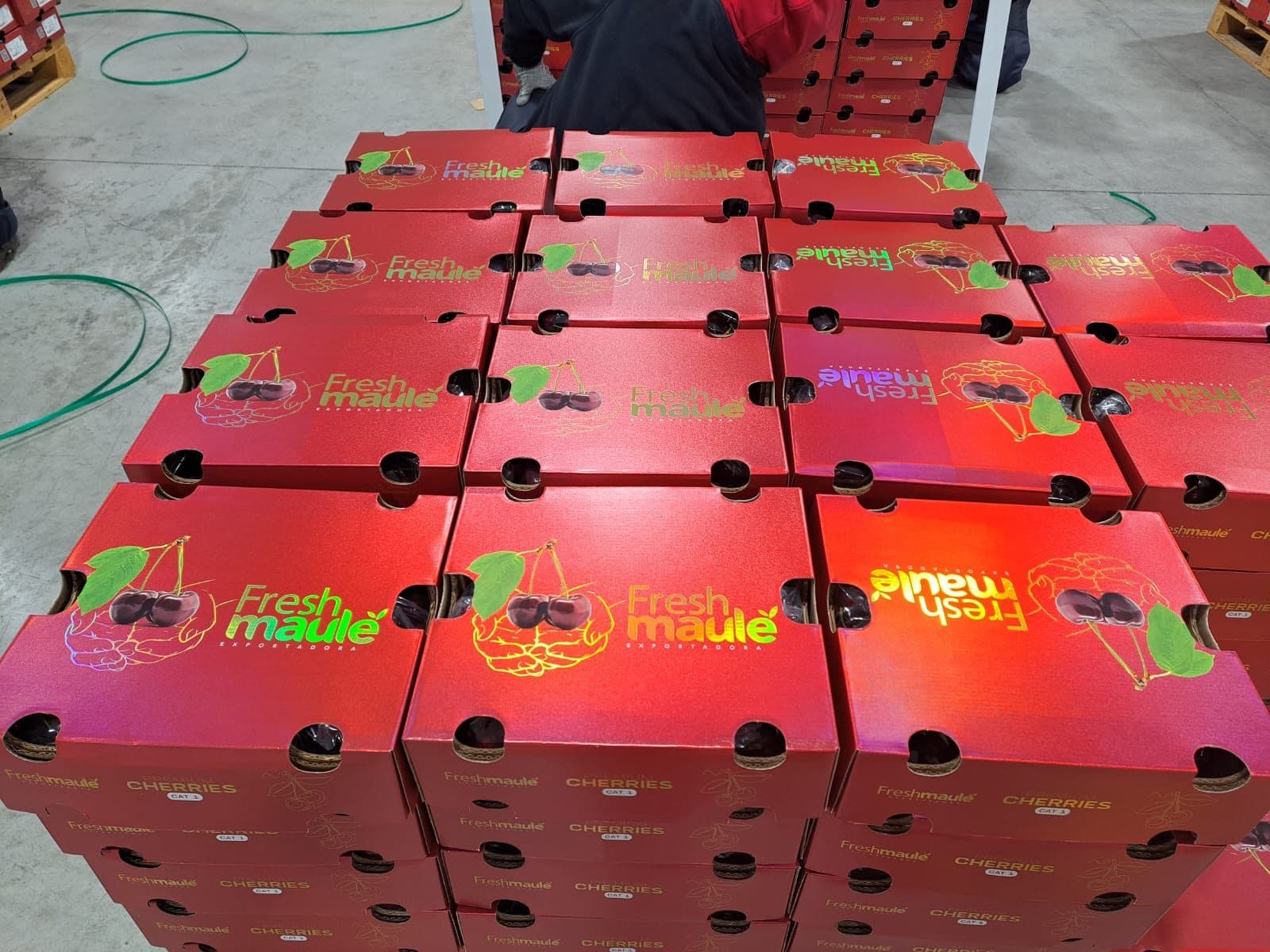 Cajas premium de cerezas Fresh Maule con logo holográfico en planta de packing