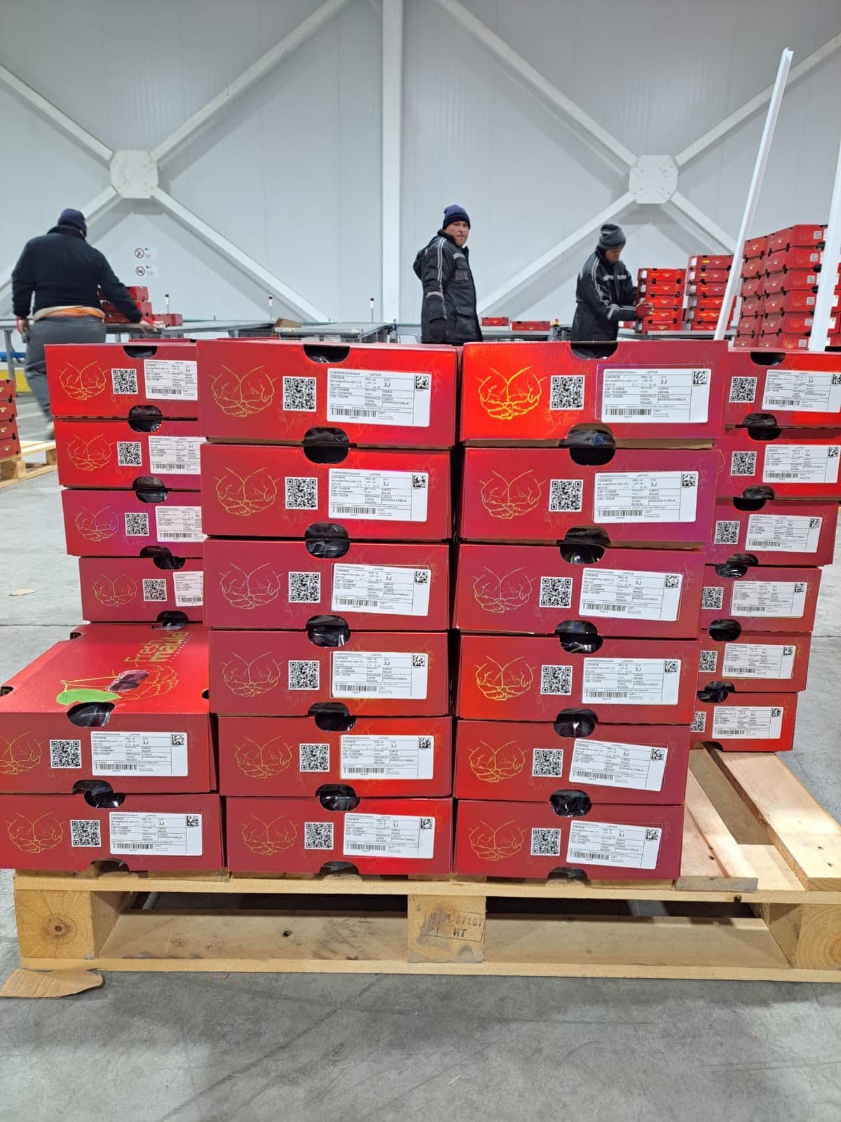 Equipo de Fresh Maule preparando pallets de cajas de cerezas en planta