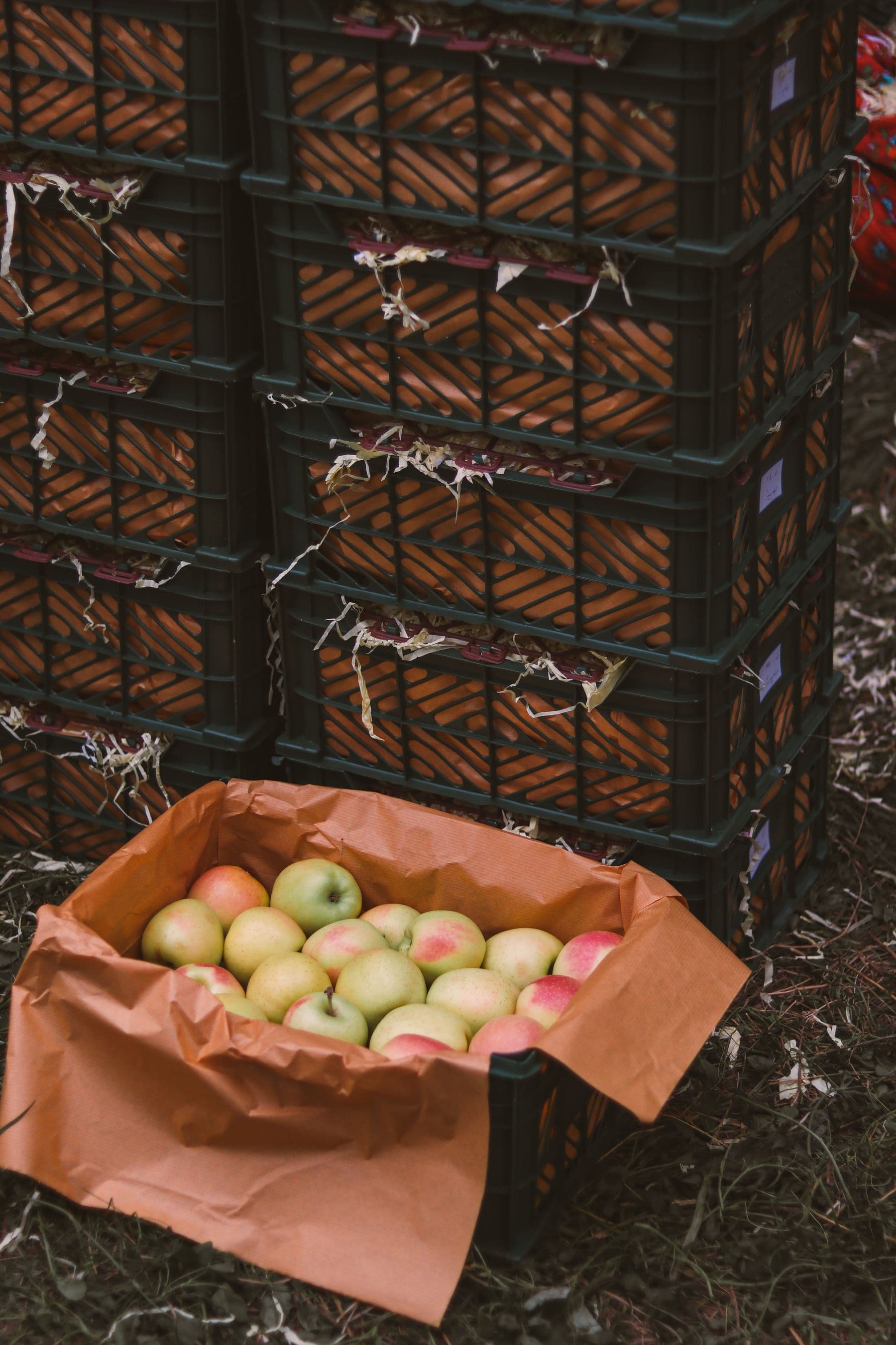Manzanas recién cosechadas en caja junto a cajones apilados en el huerto