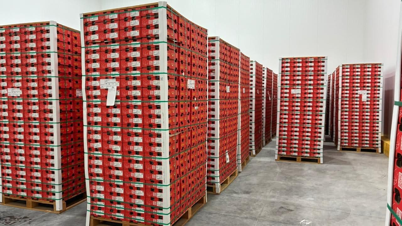 Cámara de frío con pallets de cajas de cerezas listos para embarque