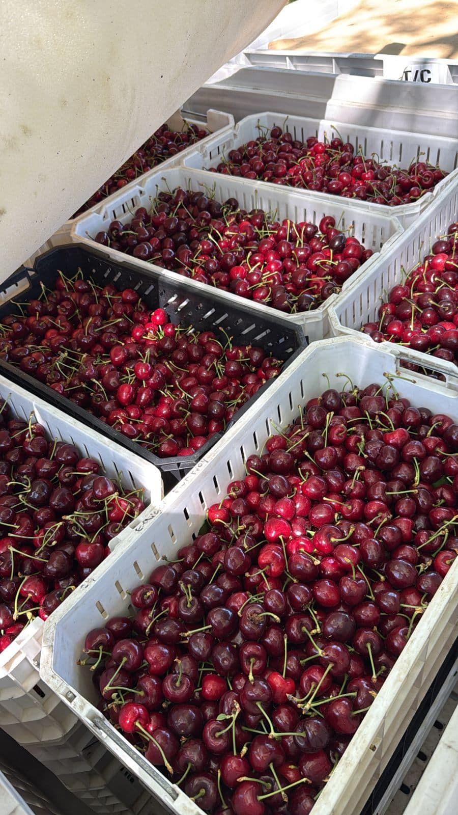 Cajas cosecheras colmadas de cerezas frescas de la Región del Maule