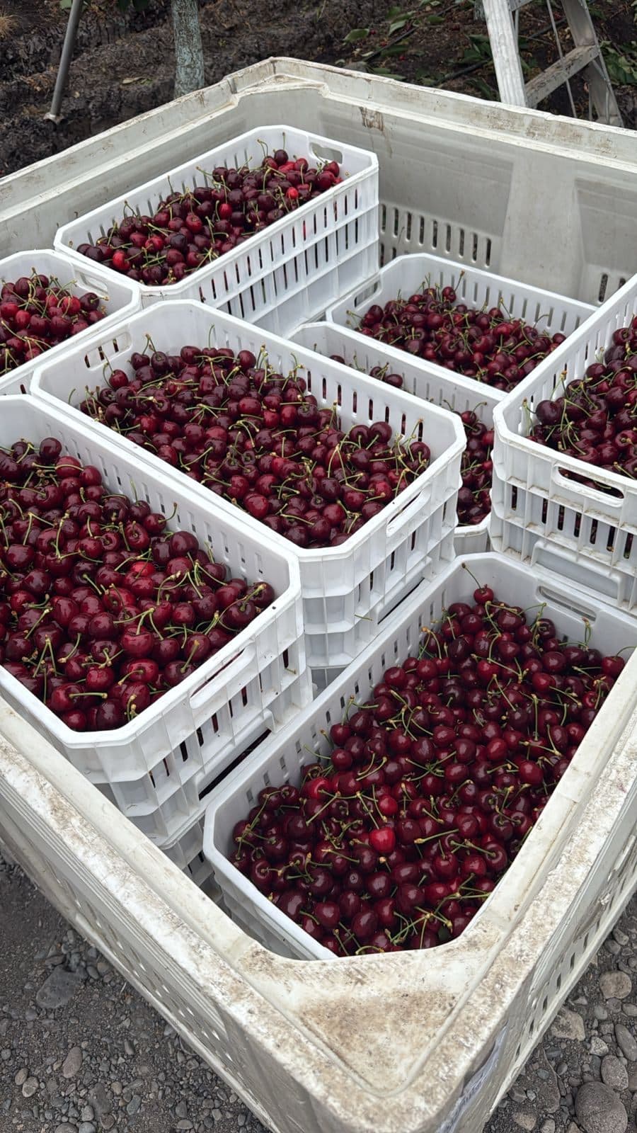 Cajas cosecheras con cerezas recién cosechadas en el huerto junto a escaleras de cosecha