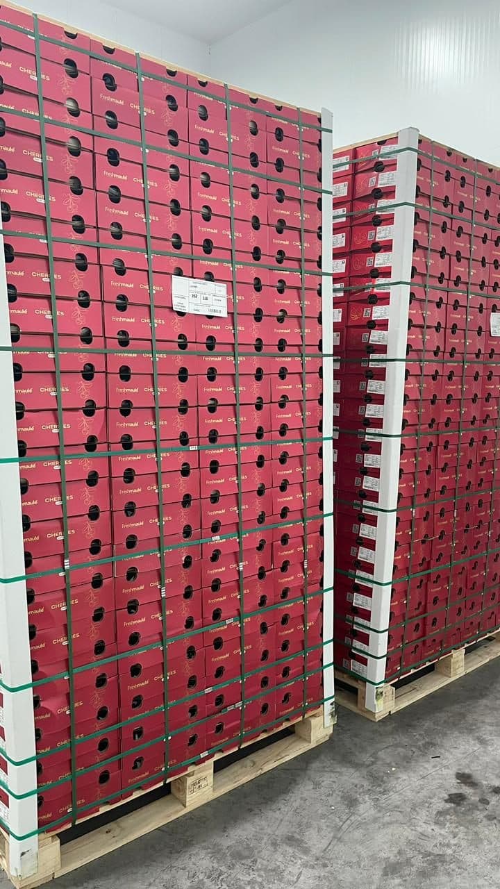Pallets de cajas Fresh Maule Cherries enzunchados en cámara de frío